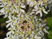 Heracleum sphondylium 26, Gewone berenklauw, Saxifraga-Ed Stikvoort