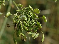 Heracleum sphondylium 3, Gewone berenklauw, Saxifraga-Jan van der Straaten