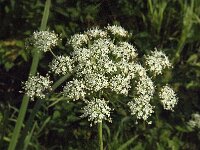 Heracleum sphondylium 34, Gewone berenklauw, Saxifraga-Jan van der Straaten