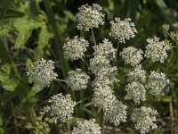 Heracleum sphondylium 35, Gewone berenklauw, Saxifraga-Jan van der Straaten