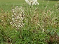 Heracleum sphondylium 36, Gewone berenklauw, Saxifraga-Ed Stikvoort