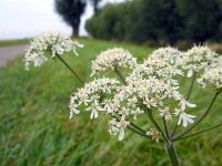 Heracleum sphondylium 38, Gewone berenklauw, Saxifraga-Ed Stikvoort