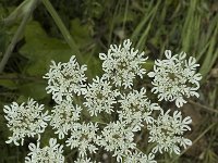 Heracleum sphondylium 4, Gewone berenklauw, Saxifraga-Jan van der Straaten