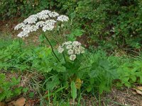 Heracleum sphondylium 40, Gewone berenklauw, Saxifraga-Ed Stikvoort