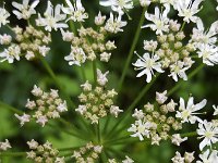 Hogweed; close up of flowering umbel  Heracleum sphondylium : close-up, flora, floral, flower, flowering, flowers, Heracleum sphondylium, hogweed, natural, nature, plant, umbel, white