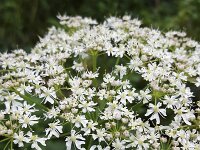 Hogweed; flowering umbel  Hogweed (Heracleum sphondylium); flowering umbel : close-up, flora, floral, flower, flowering, flowers, Heracleum sphondylium, hogweed, natural, nature, plant, umbel, white, common hogweed