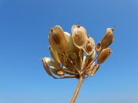 Heracleum sphondylium 51, Gewone berenklauw, Saxifraga-Ed Stikvoort