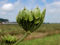 Heracleum sphondylium 52, Gewone berenklauw, Saxifraga-Ed Stikvoort