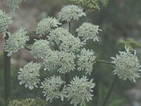 Heracleum sphondylium ssp elegans 6, Saxifraga-Marijke Verhagen