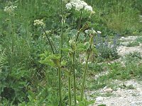 Heracleum sphondylium ssp elegans 7, Saxifraga-Marijke Verhagen