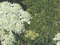 Heracleum sphondylium ssp elegans 8, Saxifraga-Marijke Verhagen