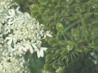 Heracleum sphondylium ssp elegans 9, Saxifraga-Marijke Verhagen