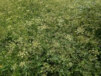 Heracleum sphondylium ssp sibiricum 55, Saxifraga-Ed Stikvoort