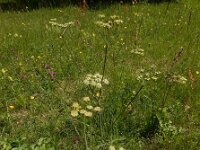 Heracleum sphondylium ssp sibiricum 56, Saxifraga-Ed Stikvoort