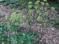 Heracleum sphondylium ssp sibiricum 58, Saxifraga-Ed Stikvoort