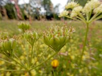 Heracleum sphondylium ssp sibiricum 59, Saxifraga-Ed Stikvoort