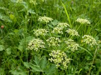 Heracleum sphondylium ssp sibiricum 60, Saxifraga-Ed Stikvoort