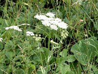 Heracleum sphondylium ssp sphondylium 10, Gewone berenklauw, Saxifraga-Jan van der Straaten