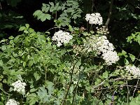 Heracleum sphondylium ssp sphondylium 11, Gewone berenklauw, Saxifraga-Jan van der Straaten