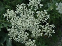 Heracleum sphondylium ssp sphondylium 12, Gewone berenklauw, Saxifraga-Jan van der Straaten