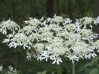 Heracleum sphondylium ssp sphondylium 53, Gewone berenklauw, Saxifraga-Willem van Kruijsbergen