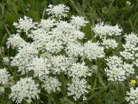 Heracleum sphondylium ssp sphondylium 54, Gewone berenklauw, Saxifraga-Willem van Kruijsbergen