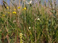 Herminium monorchis, Musk Orchid