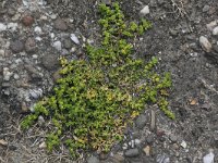 Herniaria glabra 12, Kaal breukkruid, Saxifraga-Peter Meininger