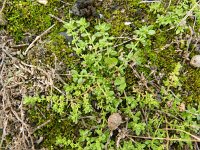 Herniaria glabra 19, Kaal breukkruid, Saxifraga-Rutger Barendse