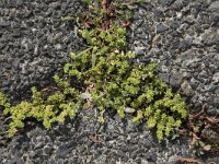 Herniaria glabra 21, Kaal breukkruid, Saxifraga-Willem van Kruijsbergen