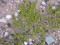 Herniaria glabra 6, Kaal breukkruid, Saxifraga-Peter Meininger