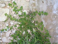 Herniaria glabra 8, Kaal breukkruid, Saxifraga-Jasenka Topic