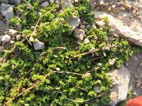 Herniaria glabra 9, Kaal breukkruid, Saxifraga-Jasenka Topic