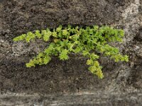 Herniaria glabra 33, Kaal breukkruid, Saxifraga-Ed Stikvoort : Deventer A900