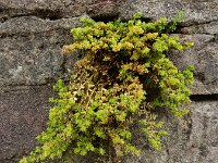 Herniaria glabra 34, Kaal breukkruid, Saxifraga-Ed Stikvoort : Deventer s9900