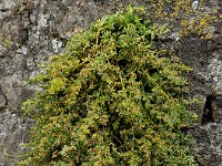 Herniaria glabra 35, Kaal breukkruid, Saxifraga-Ed Stikvoort : Deventer A900