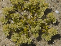 Herniaria hirsuta, Hairy Rupturewort