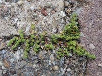 Herniaria hirsuta 12, Behaard breukkruid, Saxifraga-Ed Stikvoort