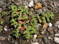 Herniaria hirsuta 16, Behaard breukkruid, Saxifraga-Ed Stikvoort