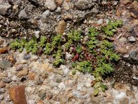 Herniaria hirsuta 18, Behaard breukkruid, Saxifraga-Ed Stikvoort