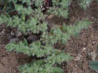 Herniaria hirsuta 2, Behaard breukkruid, Saxifraga-Rutger Barendse