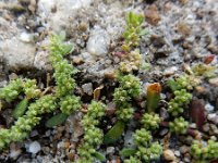 Herniaria hirsuta 20, Behaard breukkruid, Saxifraga-Ed Stikvoort