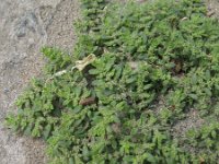 Herniaria hirsuta 4, Behaard breukkruid, Saxifraga-Rutger Barendse