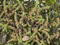 Herniaria hirsuta 5, Behaard breukkruid, Saxifraga-Rutger Barendse