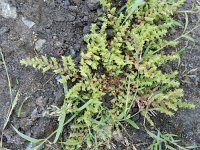 Herniaria hirsuta 7, Behaard breukkruid, Saxifraga-Rutger Barendse