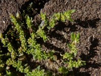 Herniaria hirsuta 9, Behaard breukkruid, Saxifraga-Ed Stikvoort