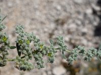 Herniaria incana 1, Saxifraga-Jasenka Topic