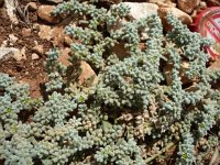 Herniaria incana 2, Saxifraga-Jasenka Topic