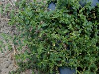 Herniaria litardierei 2, Saxifraga-Ed Stikvoort : Halsters Laag A900