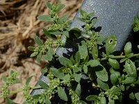 Herniaria litardierei 4, Saxifraga-Ed Stikvoort : Halsters Laag A900